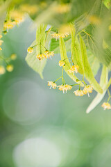 Linden tree flowers (tilia cordata, europea, small-leaved lime, littleleaf linden bloom) Pharmacy, apothecary, natural medicine, healing herbal tea, aromatherapy. Spring background, blurred copy space