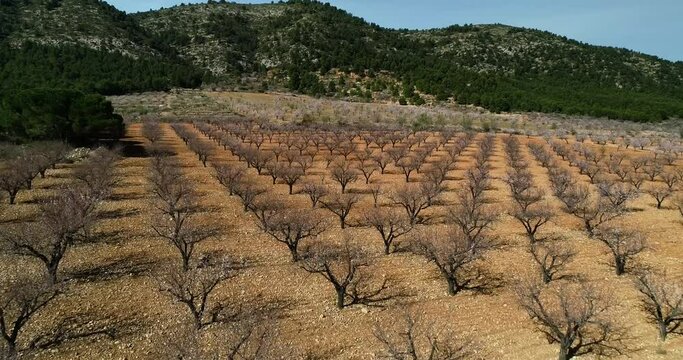 almond crop, drone, murcia