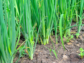Fototapeta na wymiar Fresh green onions grow in the garden bed