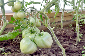 Round green tomatoes ripen in a greenhouse on a branch