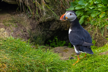 Atlantic Puffin looks from its burrow