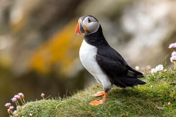 Atlantic Puffin on cliff edge