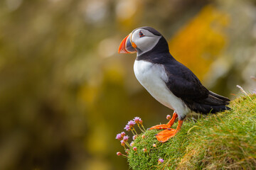 Atlantic Puffin on cliff edge