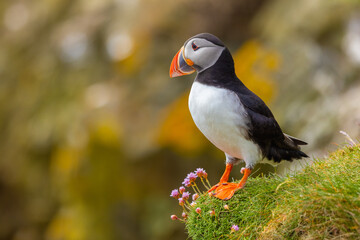 Atlantic Puffin on cliff edge