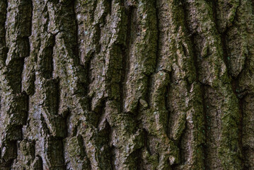 This is the Bark Covering of the Black Poplar Tree which is very rare and endangered in the UK but present within Perceton Woods near Irvine in North Ayrshire,