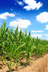 A huge corn field. Lots of green shoots of green corn