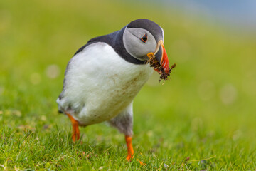 Atlantic Puffin collecting nesting materials