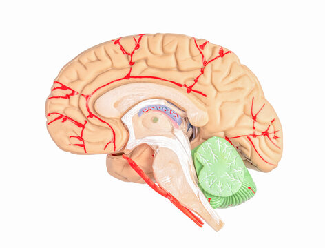 Human brain cut in half. Hemisphere to the brain. isolated on white background