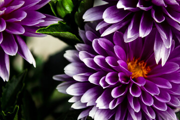 Obraz premium dark lilac dahlias close up