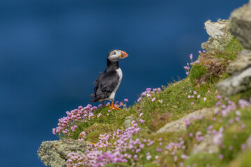 Atlantic Puffin amongst thrift on a cliff edge