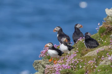 Atlantic Puffin group sit against a sea backdrop