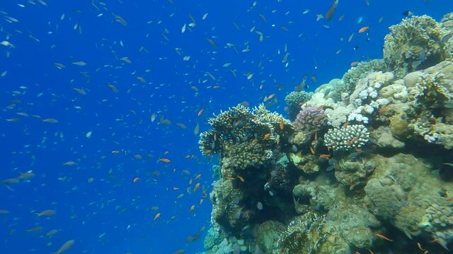 school of Chromis fish swims near coral reef. Arabian Chromis (Chromis flavaxilla). Underwater life in the ocean. Camera slowly moving forwards approaching a coral reef