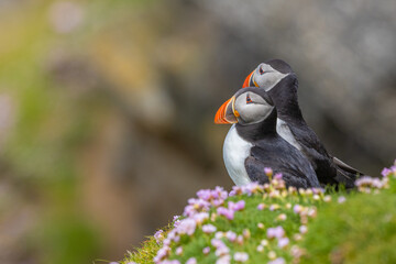 Atlantic Puffin pair sit on a cliff edge