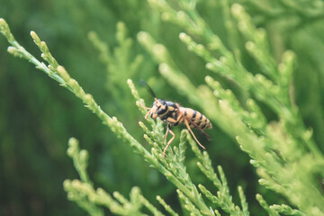 Natural Beautiful Arborvitae Closeup
