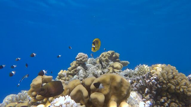 Butterflyfish hovering over the top of a coral reef at a cleaning station. Diagonal Butterflyfish (Chaetodon fasciatus). Camera moving forwards
