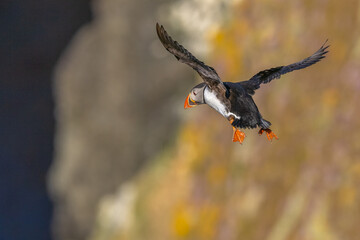 Atlantic Puffin in flight