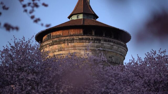 The historic Laufer Torturm Tower in Nuremberg's old town surrounded by pink charry blossoms in spring.