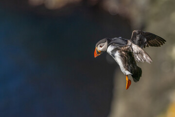 Atlantic Puffin in flight