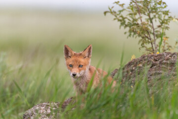 Cute young red fox cub. Vulpes vulpes.