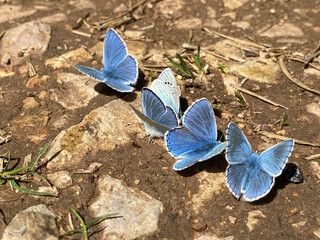 Two different species of butterflies - green-underside blue and Adonis blue on the ground - obrazy, fototapety, plakaty