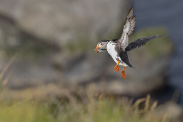 Atlantic Puffin in flight with Sand Eels