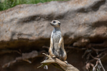 Fototapeta premium meerkat on guard