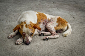 The dog has an leprosy skin problem on their body and lying on the concrete floor.