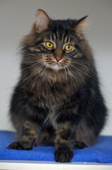 Siberian brown cat with yellow eyes