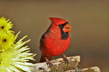 Male Cardinal Bird and Yellow Chrysanthemum Flowers Close-up
