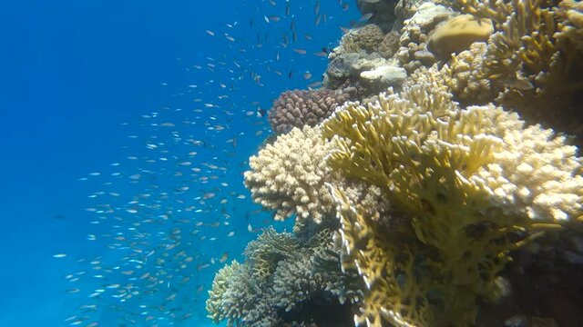School of tropical fish swims near beautiful coral reef on blue water background. Shoal of Arabian Chromis (Chromis flavaxilla) Camera moving forwards