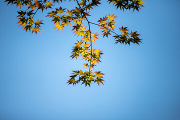 風景素材　真夏の鮮やかな青紅葉