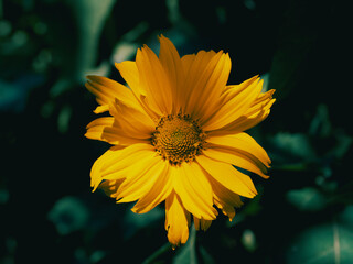 Obraz premium A single mountain arnica flower, close-up. Arnica is also known by the names mountain tobacco, leopard's bane and wolfsbane.