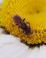 Little bee on a chamomile flower bud, close-up.