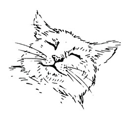 A sketch of a sleeping cat. Black and white vector drawing.