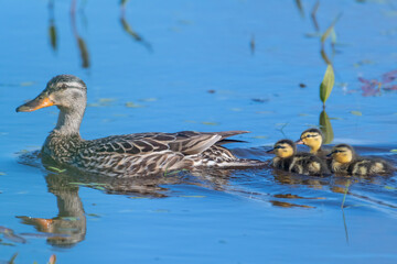 Mallard duck swimming in a river with her ducklings, Canada