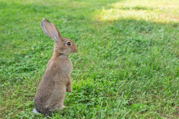 Young rabbit sat up on hind legs on the meadow. Bunny is very alert. Space for copy.