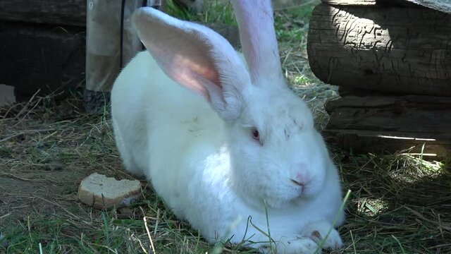 White Flemish Giant rabbit sits in sunny weather in the shadow on the ground and eats grass 