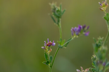 Purple wild flower on a green blurred background. Selective focus. Natural summer concept. Macro. Copy space.