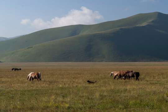 Herd of horses grazing in a field, Castelluccio di Norcia, Umbria, Italy