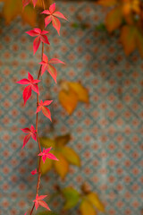 Red autumnal vine leaves