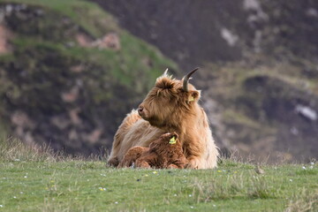 Highland longhorn cow and calf, lying down in pasture, mountains behind