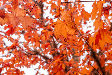 Red maple autumnal foliage