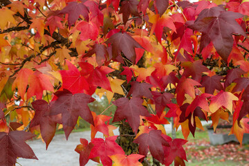 Liquidambar colorful autumnal foliage