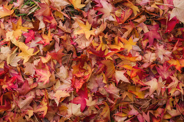 Liquidambar autumnal fallen leaves