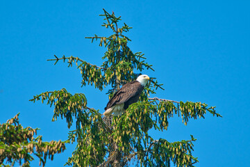 The bald eagle standing at the top of the tree. The background is blue sky. Bald Eagle Preserve, Skagway, Alaska, USA. June 2019.