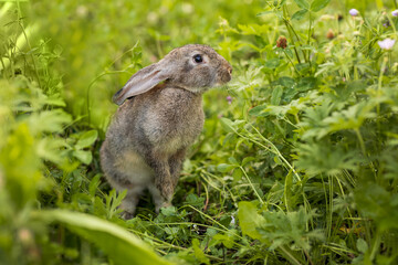 The gray rabbit walks on the green grass. Long-eared hare on the lawn. Pet. Rodent. Easter concept. © Elena