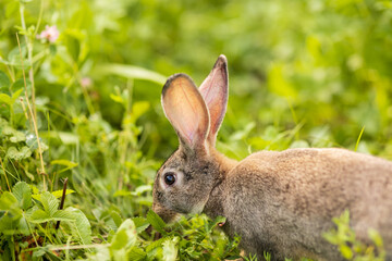 Naklejka na ściany i meble The gray rabbit walks on the green grass. Long-eared hare on the lawn. Pet. Rodent. Easter concept.