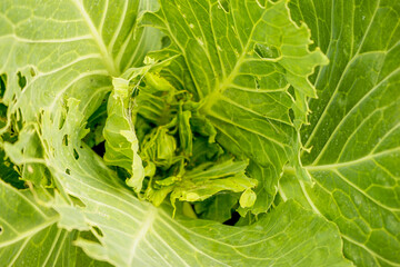 Cabbage plants damaged by worms