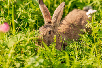 The gray rabbit walks on the green grass. Long-eared hare on the lawn. Pet. Rodent. Easter concept.