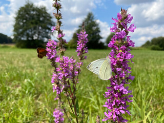 White butterfly on pink flowers